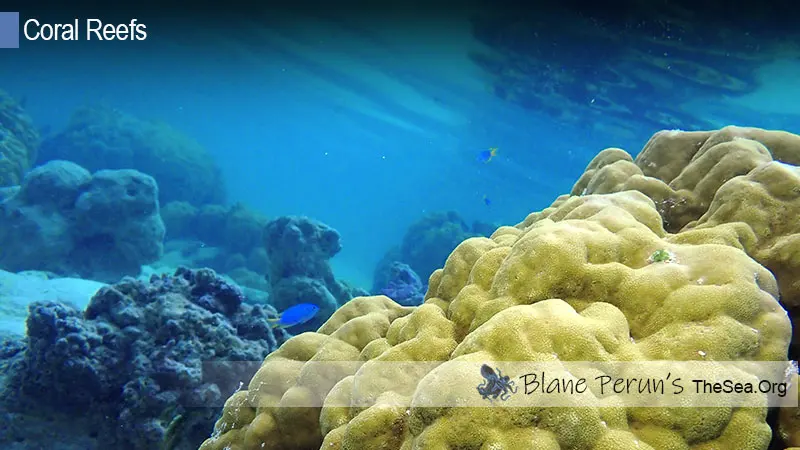 Are Atoll Reef Floating Blane Peruns TheSea.Org