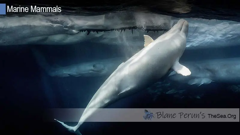 Are Belugas Dolphins Or Whales Blane Peruns TheSea.Org