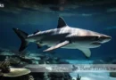 Are Sharks Mammals Blane Peruns TheSea.Org