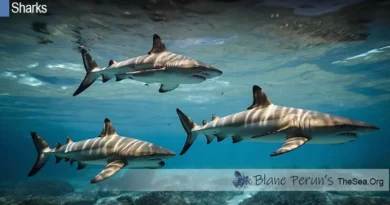 Are There Shark In The Mediterranean Sea Blane Peruns TheSea.Org