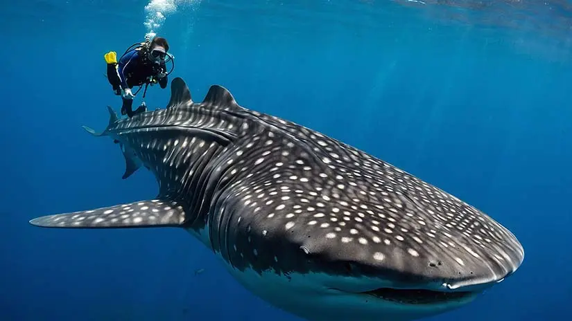 Are Whale Sharks Friendly to Humans Blane Peruns TheSea.Org