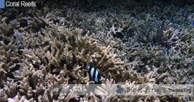 Atoll Reef Characteristics Blane Peruns TheSea.Org