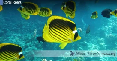 Atoll Reef in India Blane Peruns TheSea.Org