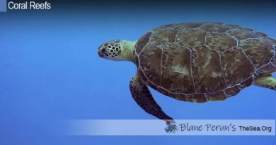 Atoll Reefs Around the World Blane Peruns TheSea.Org