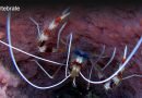 Banded Coral Reef Shrimp