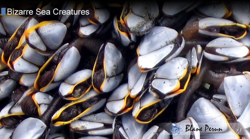Barnacles Bizarre Sea Creatures