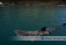 Basking Shark Blane Peruns TheSea.Org