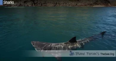 Basking Shark Blane Peruns TheSea.Org