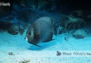 Belize Coral Reef Conservation Blane Peruns TheSea.Org