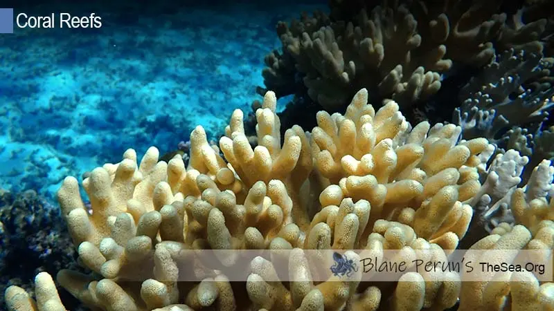 Belize Coral Reef Threats Blane Peruns TheSea.Org