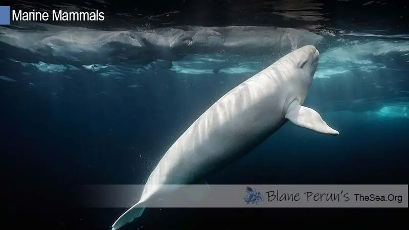 Beluga Whale Blane Peruns TheSea.Org