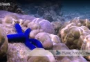Biotic Factors That Make Up The Coral Reef Blane Peruns TheSea.Org