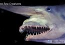 Goblin Shark Bizarre Sea Creatures