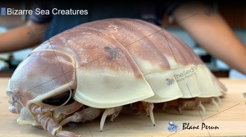 Giant Isopod Bizarre Sea Creatures