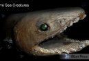 Frilled Shark Bizarre Sea Creatures