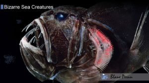Fangtooth Fish Bizarre Sea Creatures