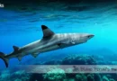 Blacktip Reef Shark Blane Peruns TheSea.Org