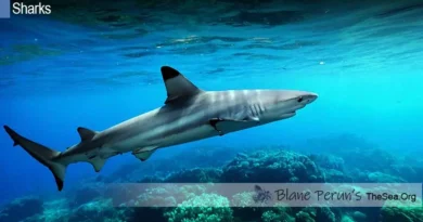 Blacktip Reef Shark Blane Peruns TheSea.Org