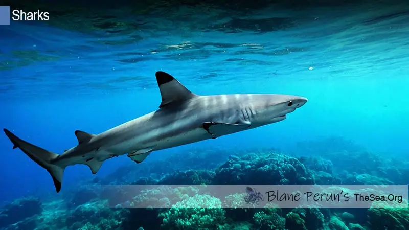 Blacktip Reef Shark Blane Peruns TheSea.Org