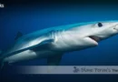 Blue Shark Blane Peruns TheSea.Org