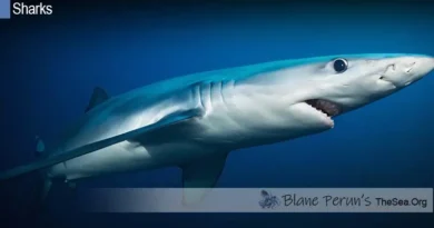 Blue Shark Blane Peruns TheSea.Org