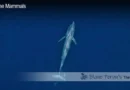 Blue Whale Blane Peruns TheSea.Org