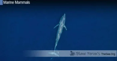 Blue Whale Blane Peruns TheSea.Org