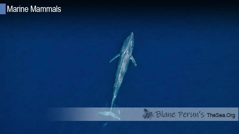 Blue Whale Blane Peruns TheSea.Org