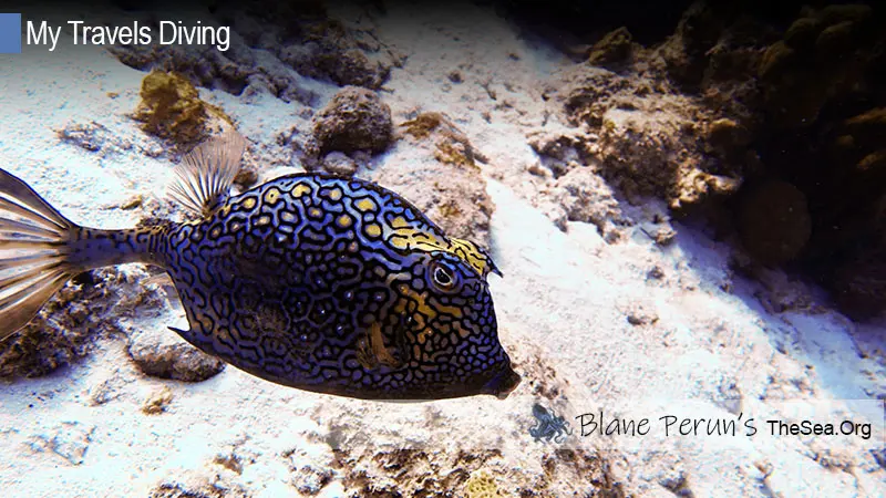 Bonaire Dive Blane Peruns TheSea.Org.JPG