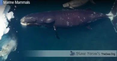 Bowhead Whale Blane Peruns TheSea.Org