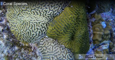 Brain Coral