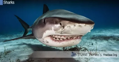 Bull Shark Blane Peruns TheSea.Org