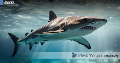 Can Sharks Swim Backwards Blane Peruns TheSea.Org