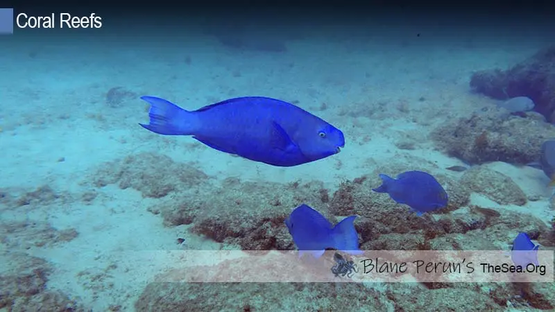 Caribbean Coral Reef Ecosystem Blane Peruns TheSea.Org