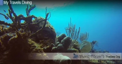 Cayman Dive Blane Peruns TheSea.Org