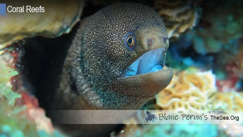 Coral Bleaching Ningaloo Reef Blane Peruns TheSea.Org
