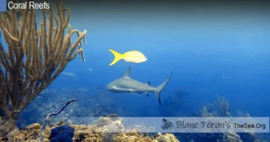 Coral Reef Blane Peruns TheSea.Org