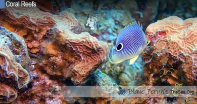 Coral Reef Conservation Groups Blane Peruns TheSea.Org