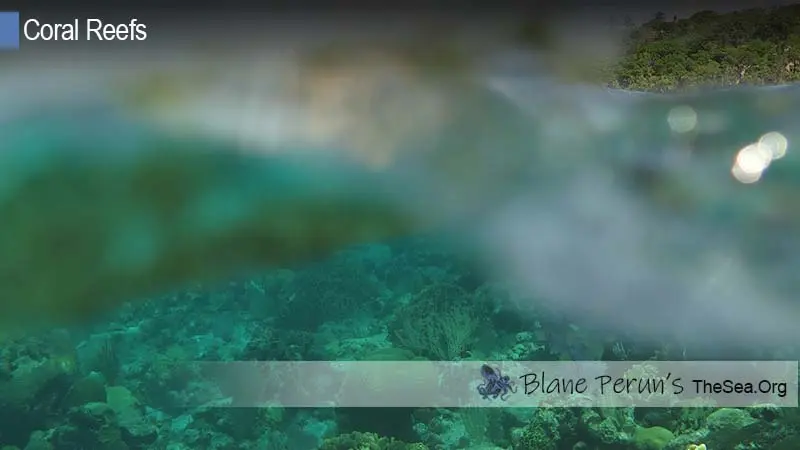 Coral Reef Conservation Jobs Blane Peruns TheSea.Org