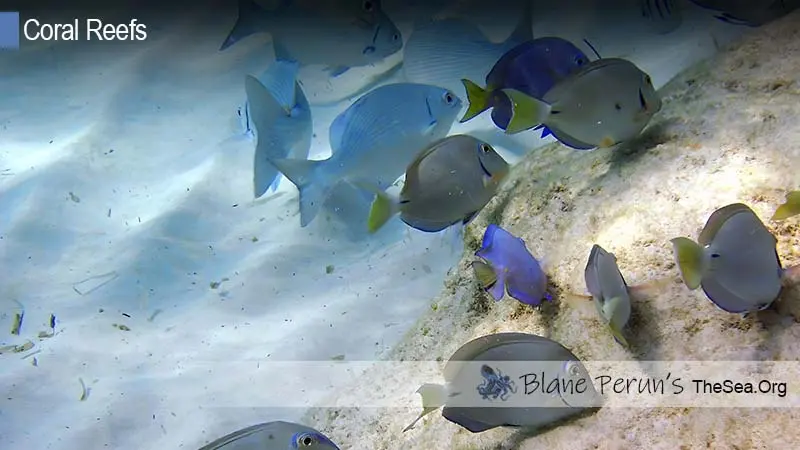 Coral Reef Destruction in Hawaii Blane Peruns TheSea.Org