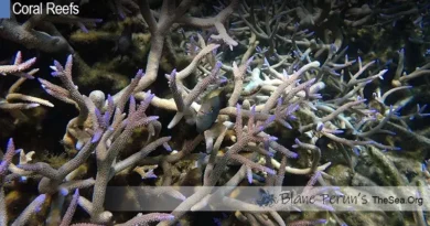 Coral Reef Flat Blane Peruns TheSea.Org