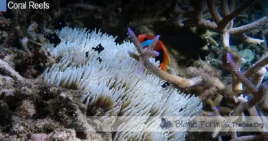 Coral Reef Plants Blane Peruns TheSea.Org