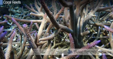 Coral Reef Reproduction Blane Peruns TheSea.Org