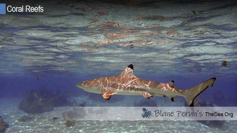 Coral Reef Zones Animals Blane Peruns TheSea.Org