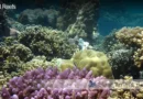 Coral Reefs Benthic Zone Blane Peruns TheSea.Org