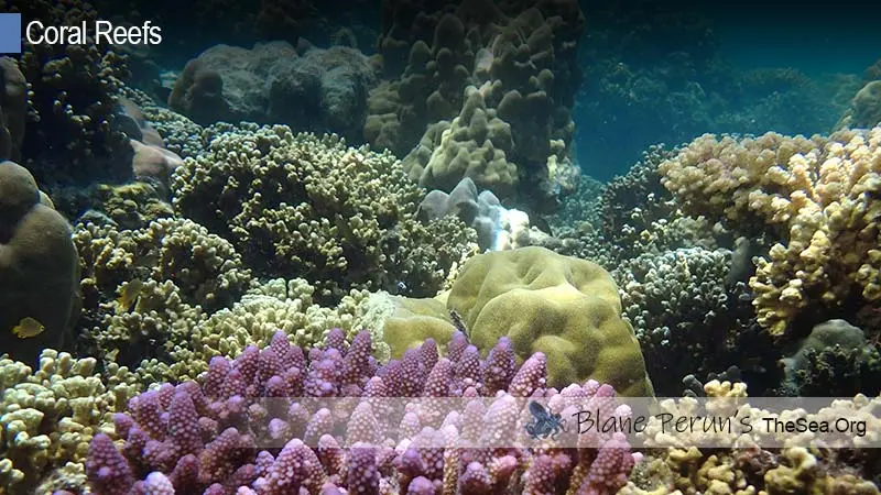Coral Reefs Benthic Zone Blane Peruns TheSea.Org