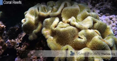 Coral Reefs Facts Blane Peruns TheSea.Org