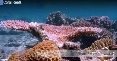 Coral Reefs, One Of The Oldest Ecosystems On Earth Blane Peruns TheSea.Org