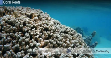 Coral Species Blane Peruns TheSea.Org