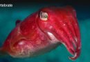 Cuttlefish